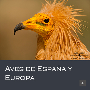 Aves de España y Europa