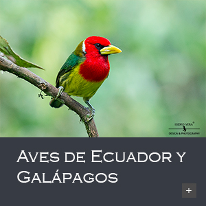 Aves de Ecuador y Galapagos