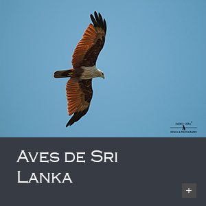Aves de Sri Lanka